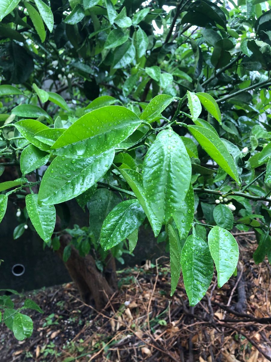 八朔の葉　無農薬　新芽のみ