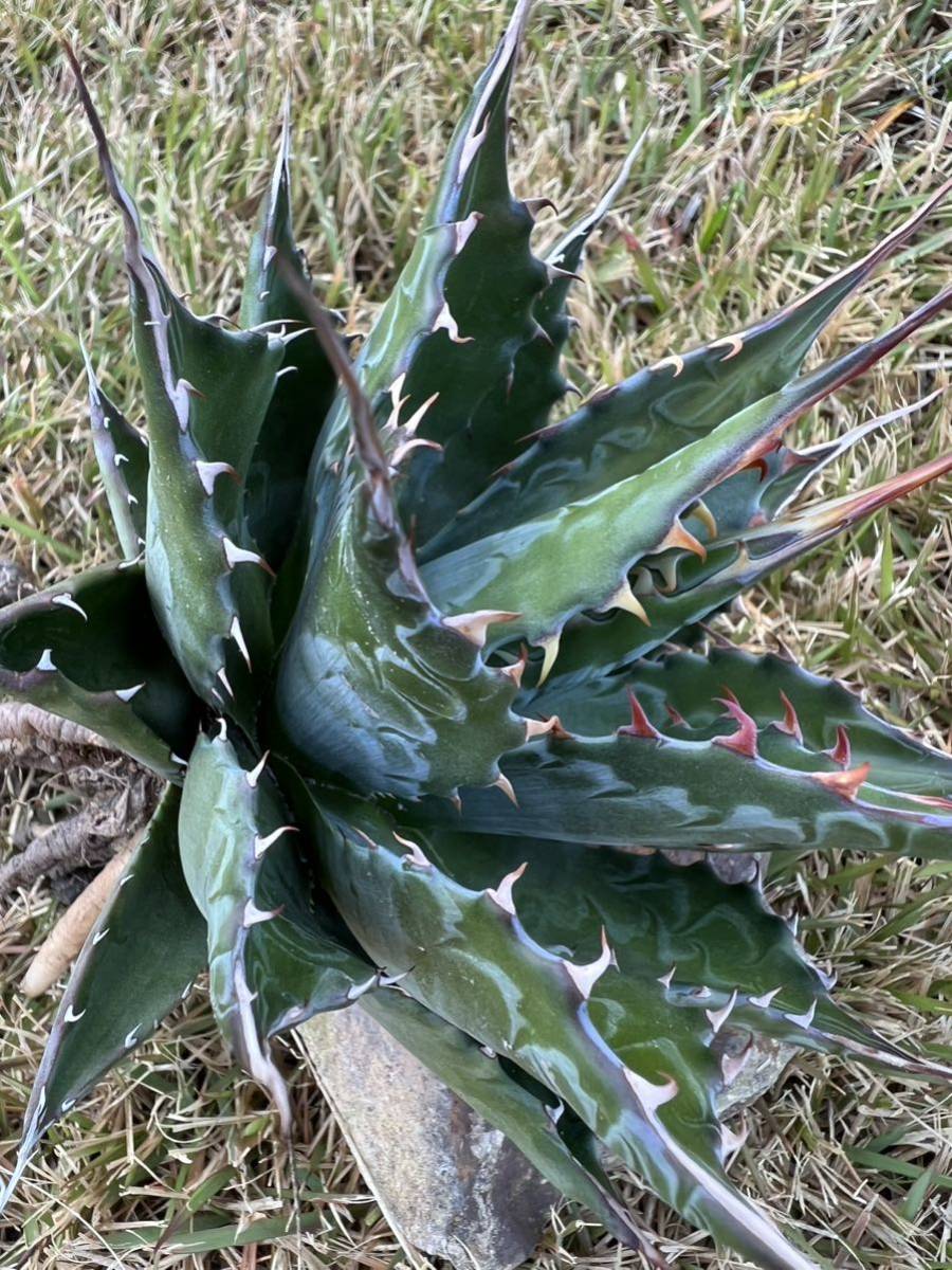 【農園直送】大サイズ　AGAVE アガベ モンタナ　Agave montana 美短太葉強棘優良株　送料無料　全写真現品　ロングスピン_画像6