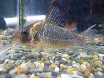 ☆ Бесплатная доставка ☆ Corydoras Полудлинноносый Луизер (3)