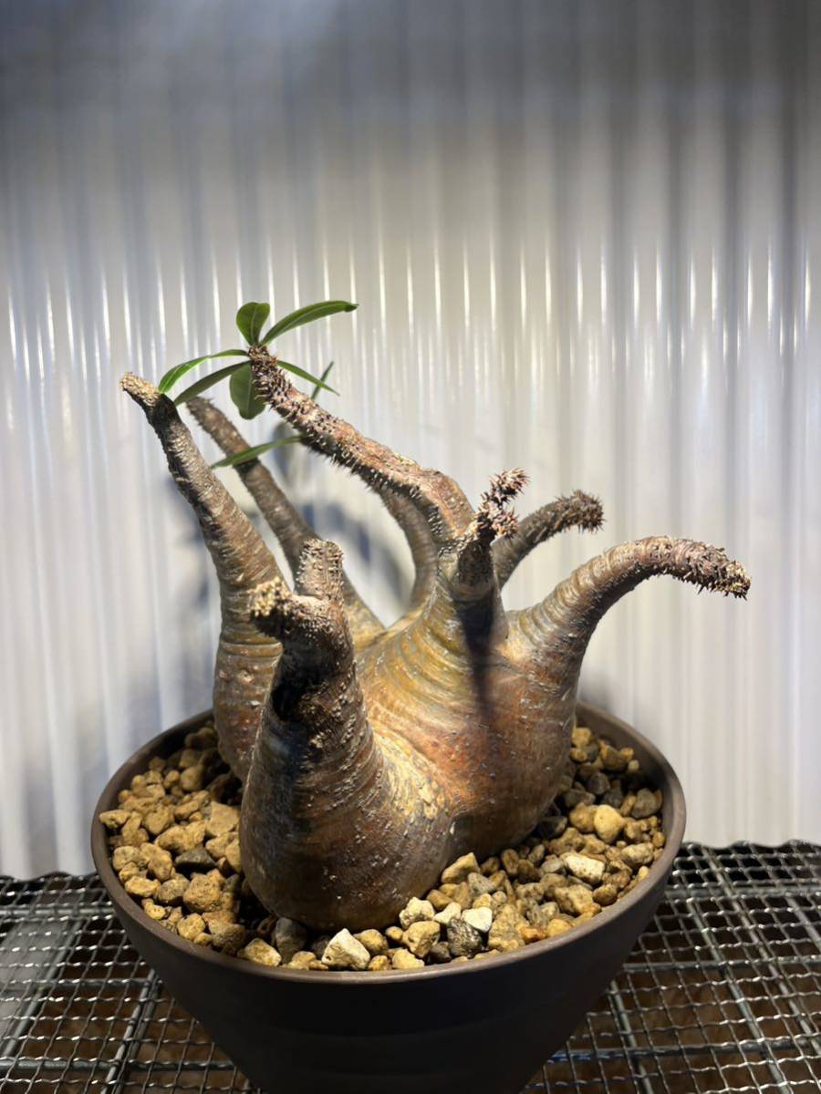 パキポディウム マカイエンセ 現地球 発根済 レア株 コレクション 多頭