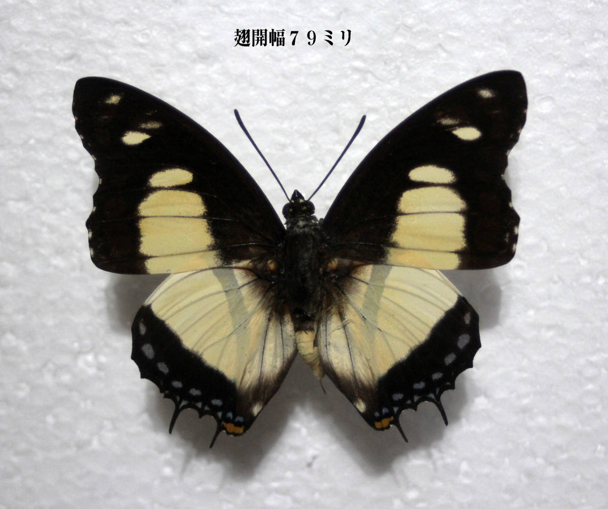 蝶標本　ウラギンフタオチョウ（♂）　_画像4