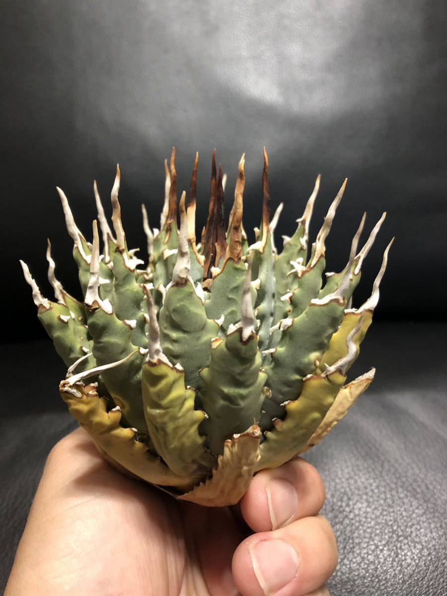 限定品】 ☆SALE☆アガベ 陽炎 エボリスピナ ユタエンシス 植物/観葉