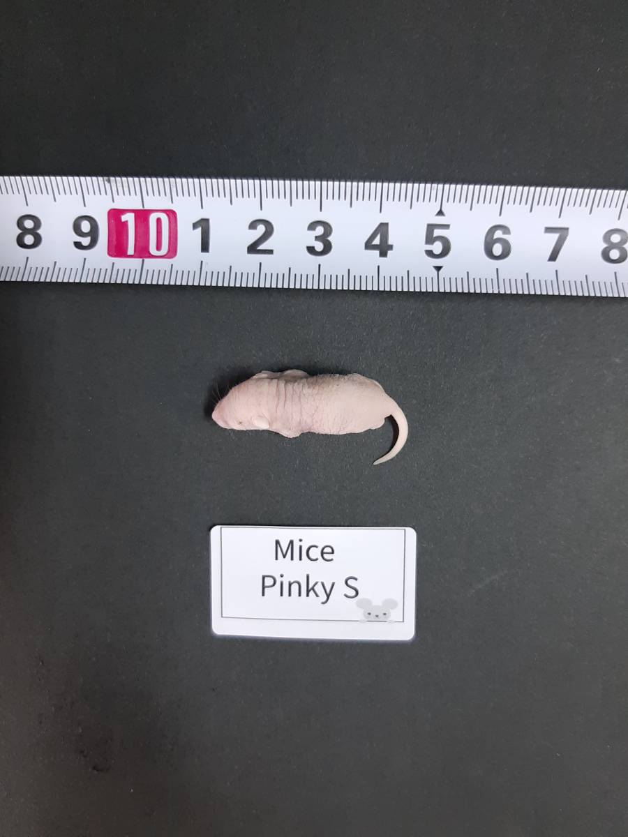 国産冷凍マウス ピンクS 20匹_画像1