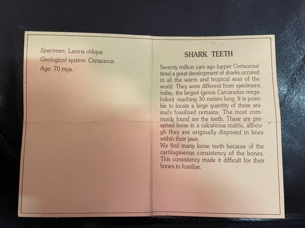 サメの歯の化石 2つセット_画像4