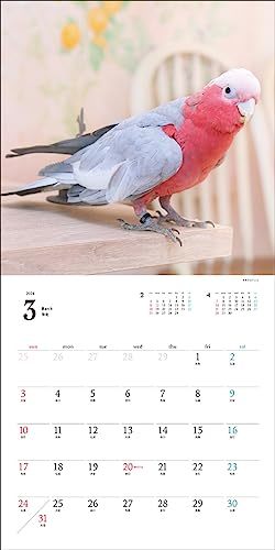 2024年カレンダー 鳥と暮らす インコ&オウム (誠文堂新光社カレンダー)_画像9