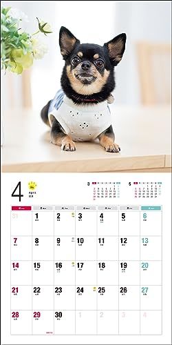 2024年カレンダー チワワ (誠文堂新光社カレンダー)_画像10