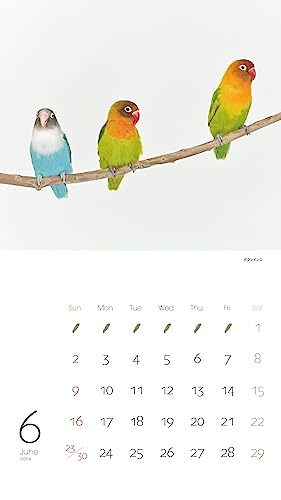 カレンダー2024 かわいんこ インコと小鳥のカレンダー（月めくり/壁掛け） (ヤマケイカレンダー2024)_画像2