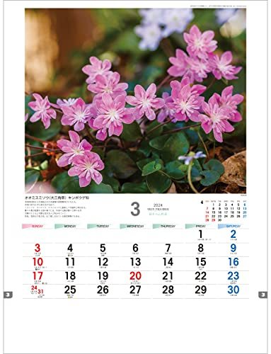 トーダン 2024年 カレンダー 壁掛け 日本の山野草 53.5 x 38cm TD-818_画像2