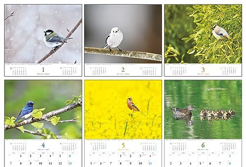 2024 野鳥カレンダー_画像5