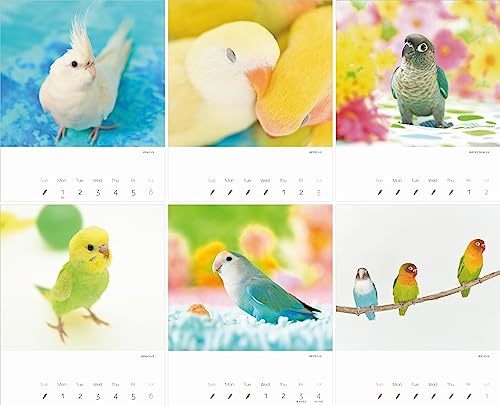 カレンダー2024 かわいんこ インコと小鳥のカレンダー（月めくり/壁掛け） (ヤマケイカレンダー2024)_画像5