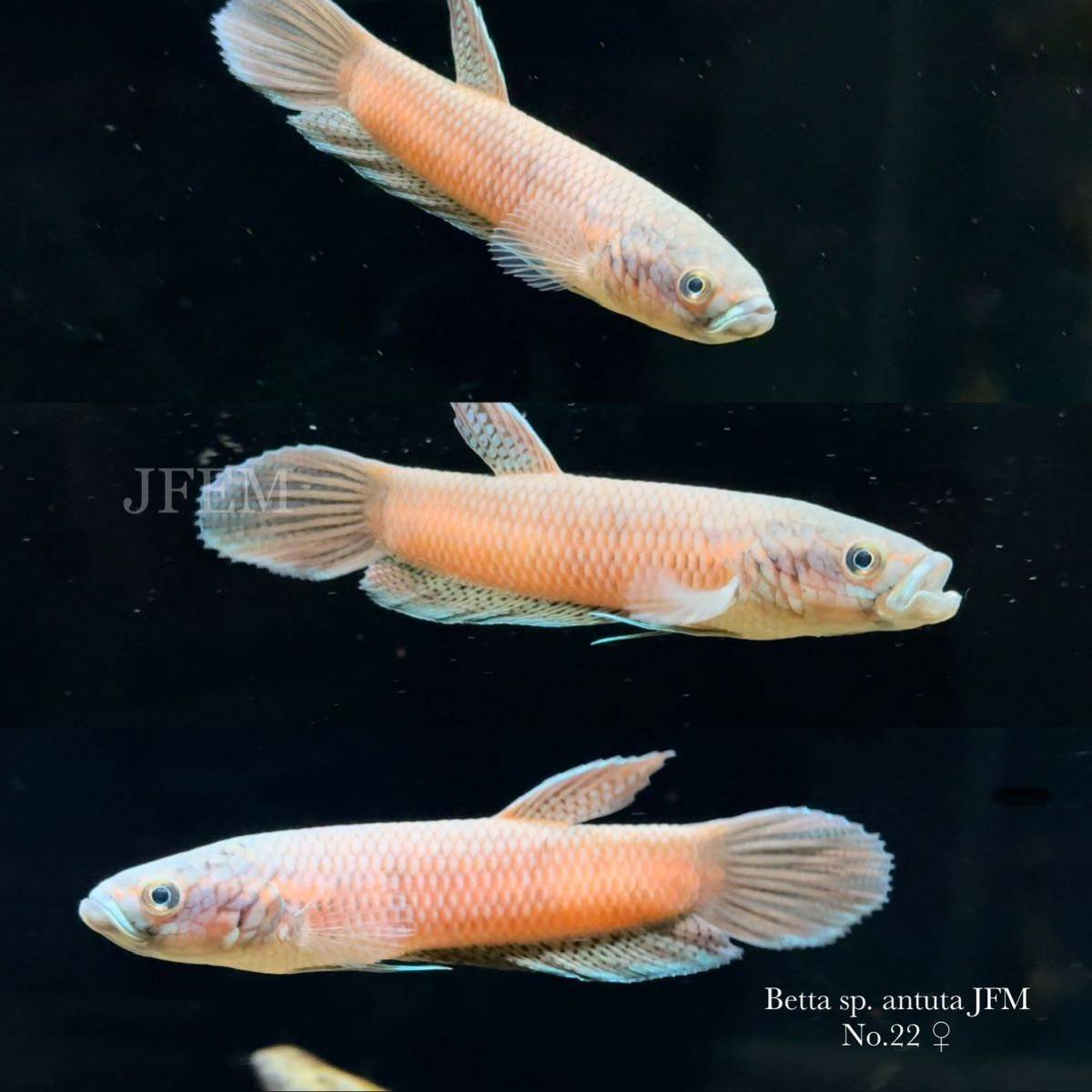 ベタsp.アントゥタJFM Betta sp. antuta JFM / JFEM ジェフェム no.22 ペア_画像5