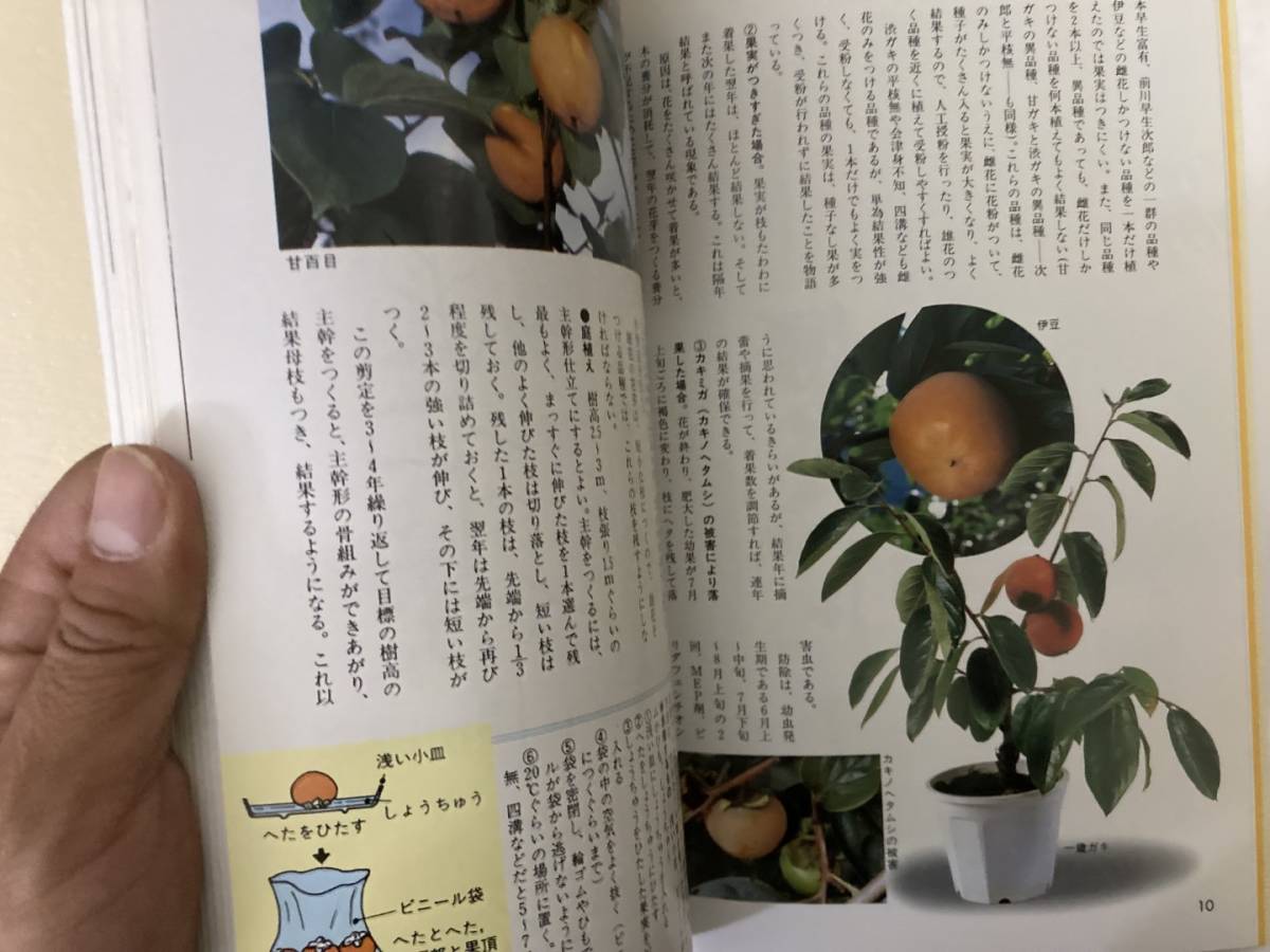NHK 趣味の園芸実つきをよくする家庭果樹の剪定 /39D_画像3