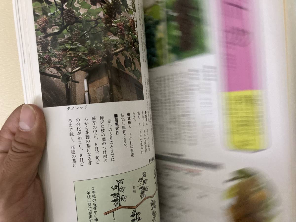 NHK 趣味の園芸実つきをよくする家庭果樹の剪定 /39D_画像4