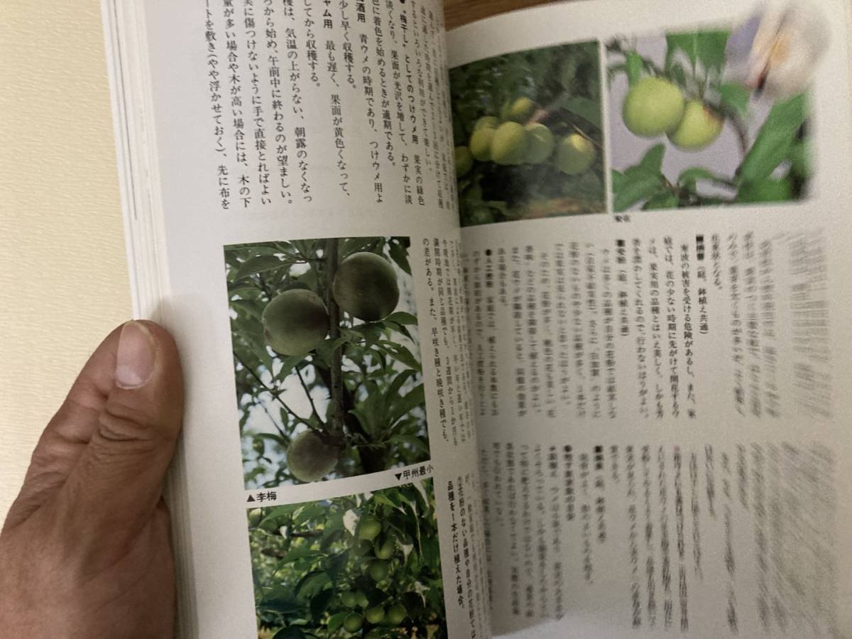 NHK 趣味の園芸実つきをよくする家庭果樹の剪定 /39D_画像9
