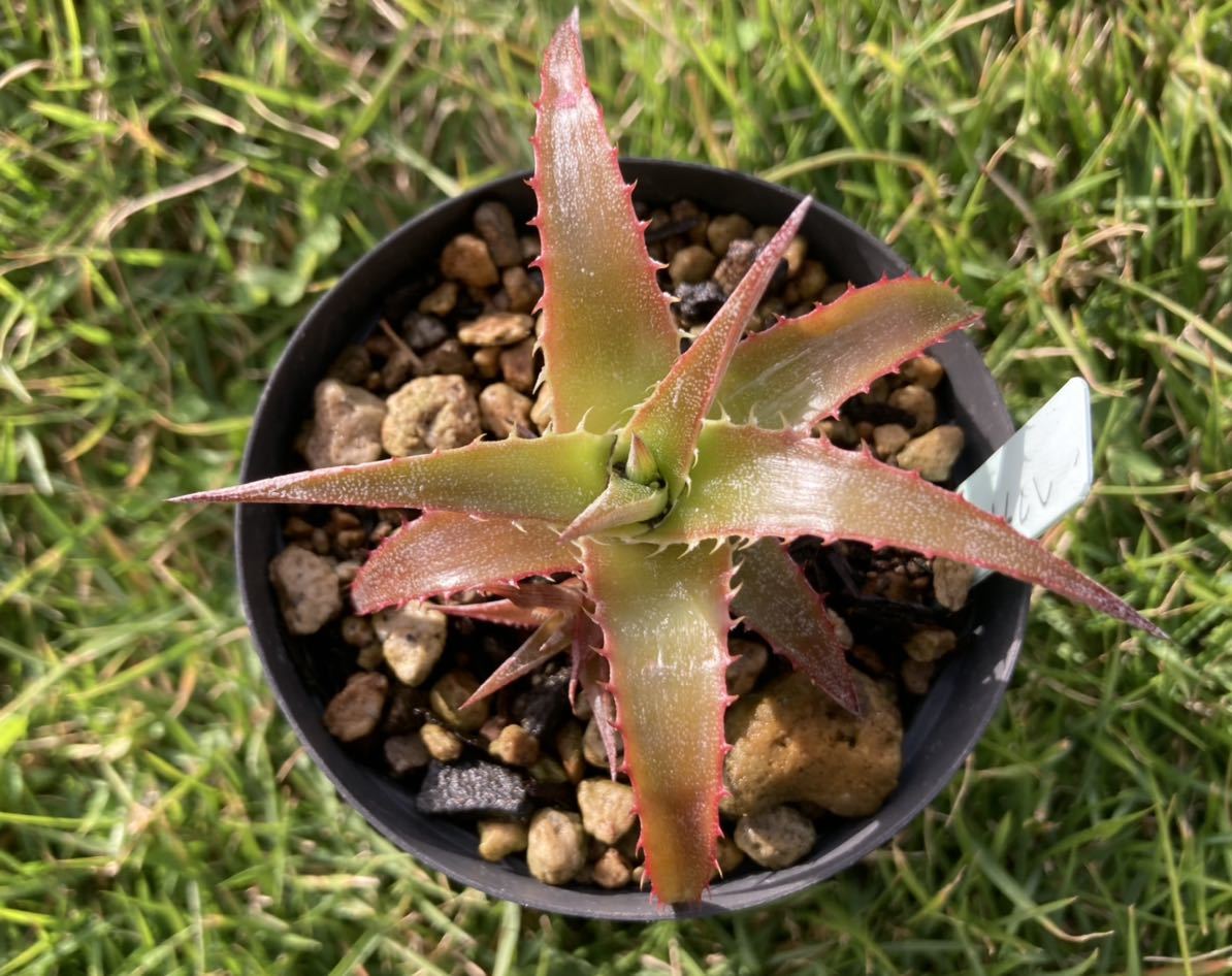 ヘクチア　レティクラタ　Hechtia reticulata 　実生株　子株付き　ブロメリア　ディッキア　Dyckia_画像7