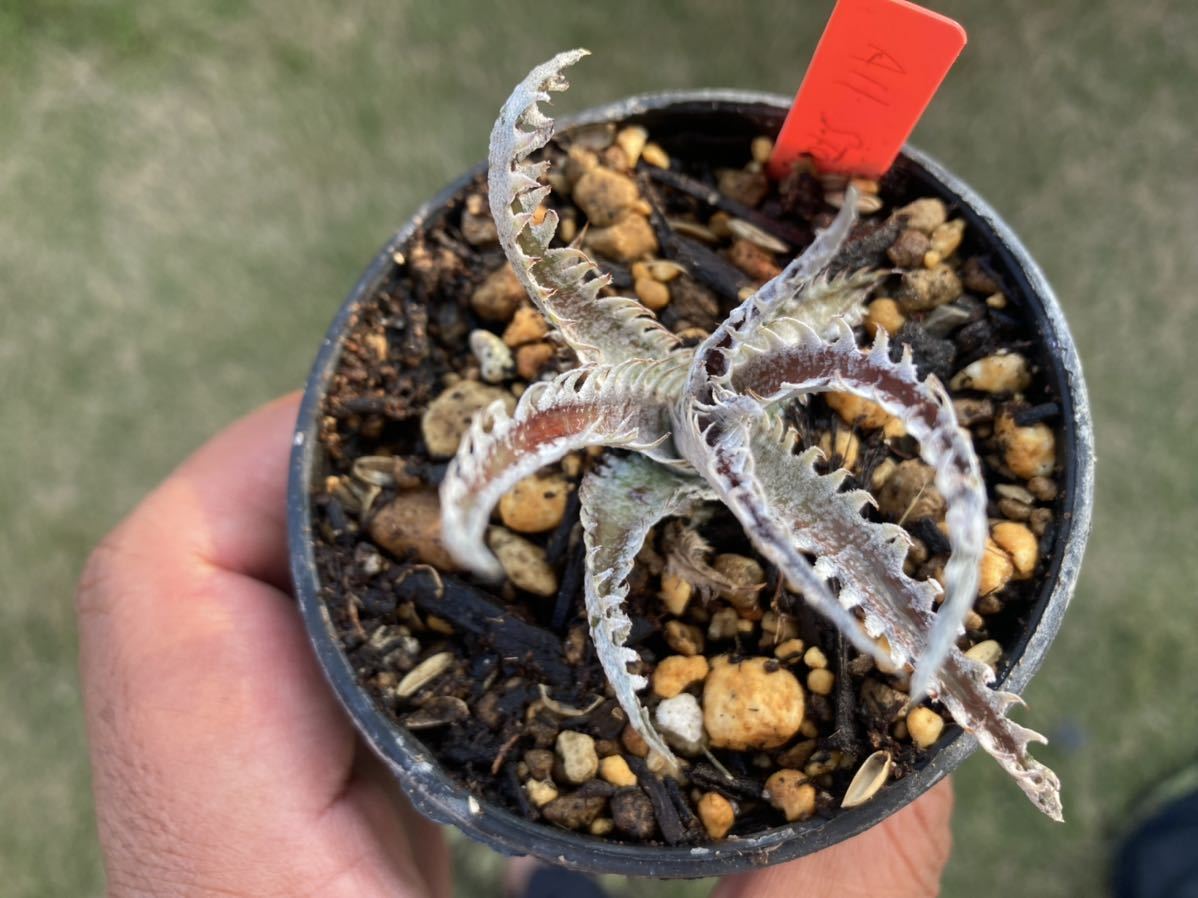 ディッキア　オールスター　Dyckia ‘All Star’　子株 ブロメリア　_画像3