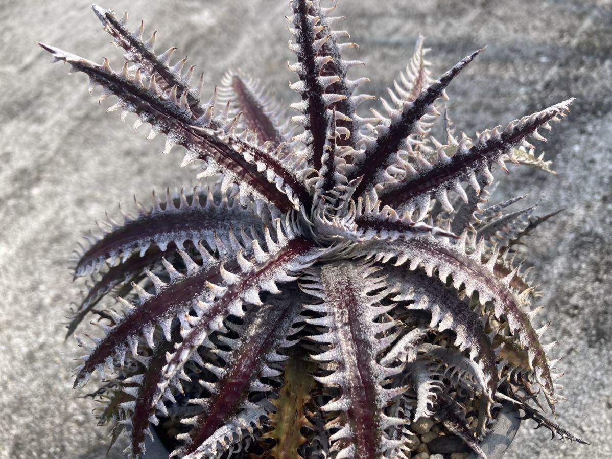 ディッキア　オールスター　Dyckia ‘All Star’　子株 ブロメリア　_画像2