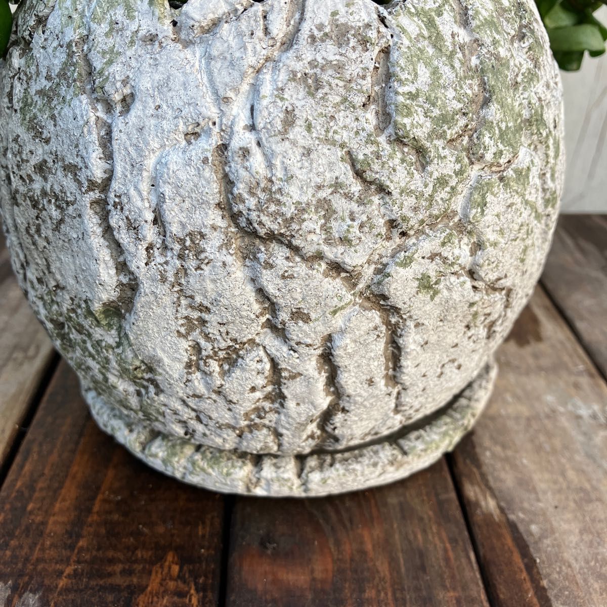ホヤ　コンパクタ　陶器鉢植