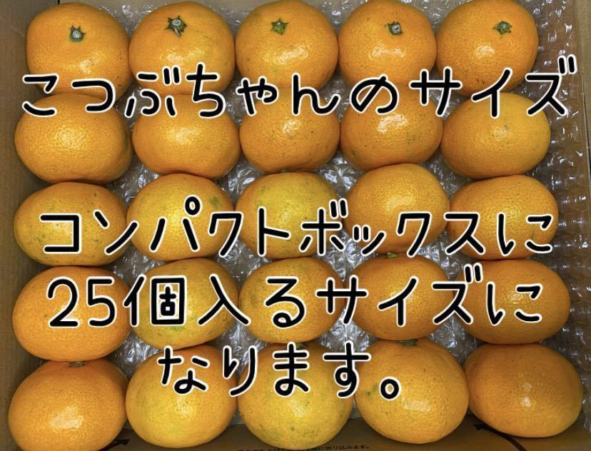 広島県 瀬戸田 酵素栽培　早生みかん　甘いみかん　5キロ　グリグリーン農園　国産　みかん　農園　直送　糖度14度　新鮮_画像4