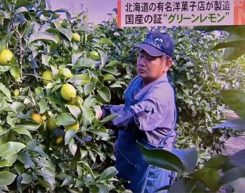 瀬戸田レモン　グリーンレモン　広島レモン　皮ごと食べてね　ノーワックス　産地直送　レモン　国産　農家直送_画像6