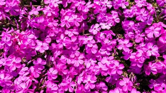 芝桜苗【ダニエルクッションピンク 10ポット】ガーデニングにピッタリのお花