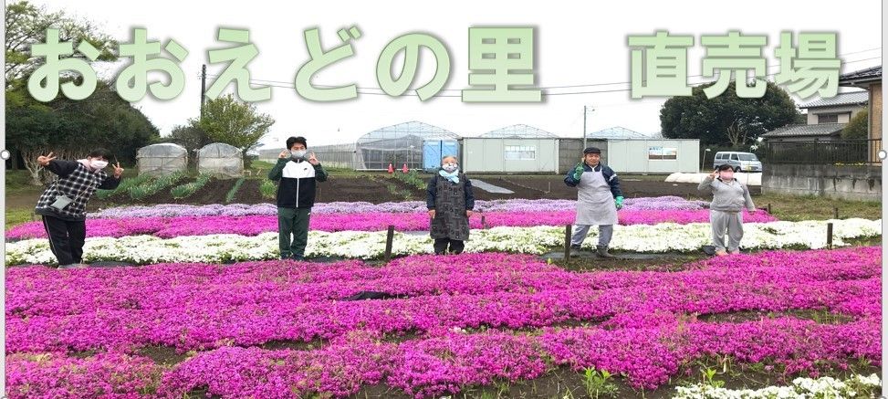 芝桜苗【ダニエルクッションピンク 10ポット】ガーデニングにピッタリのお花