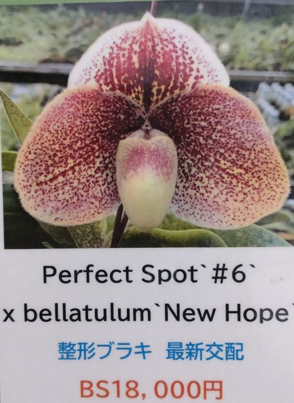 【北軽ガーデン】＊パフィオ＊Paph.Perfect Spot x bellatulum＊最新交配種＊整形ブラキ系＊優秀花期待＊_画像1