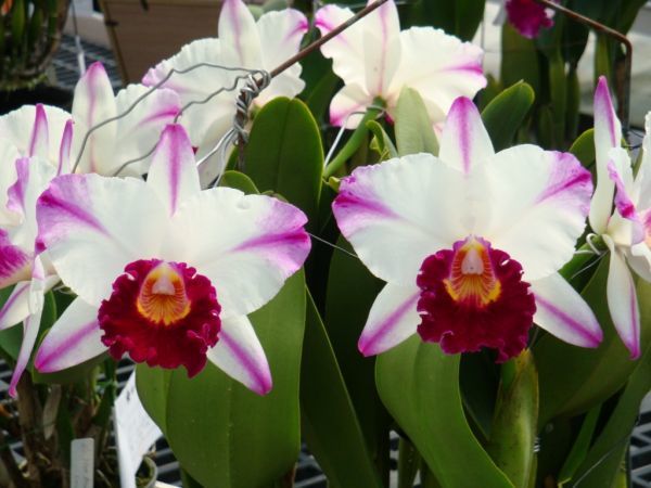 HIF. orchid 397 Rlc. Kuwale Gem 'Shin Shin' (MC)