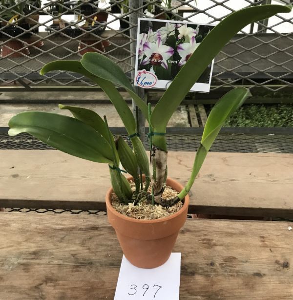 HIF. orchid 397 Rlc. Kuwale Gem 'Shin Shin' (MC)