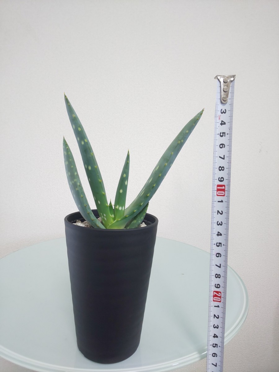 リトラリス アロエ　Aloe littoralis　アロエ　観葉植物　多肉植物　扇状　ユニーク　大型種　肉厚　耐寒性　耐陰性　レア　希少　斑点_画像9