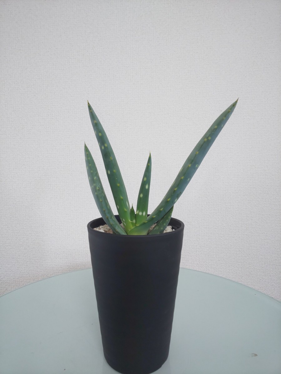 リトラリス アロエ　Aloe littoralis　アロエ　観葉植物　多肉植物　扇状　ユニーク　大型種　肉厚　耐寒性　耐陰性　レア　希少　斑点_画像1