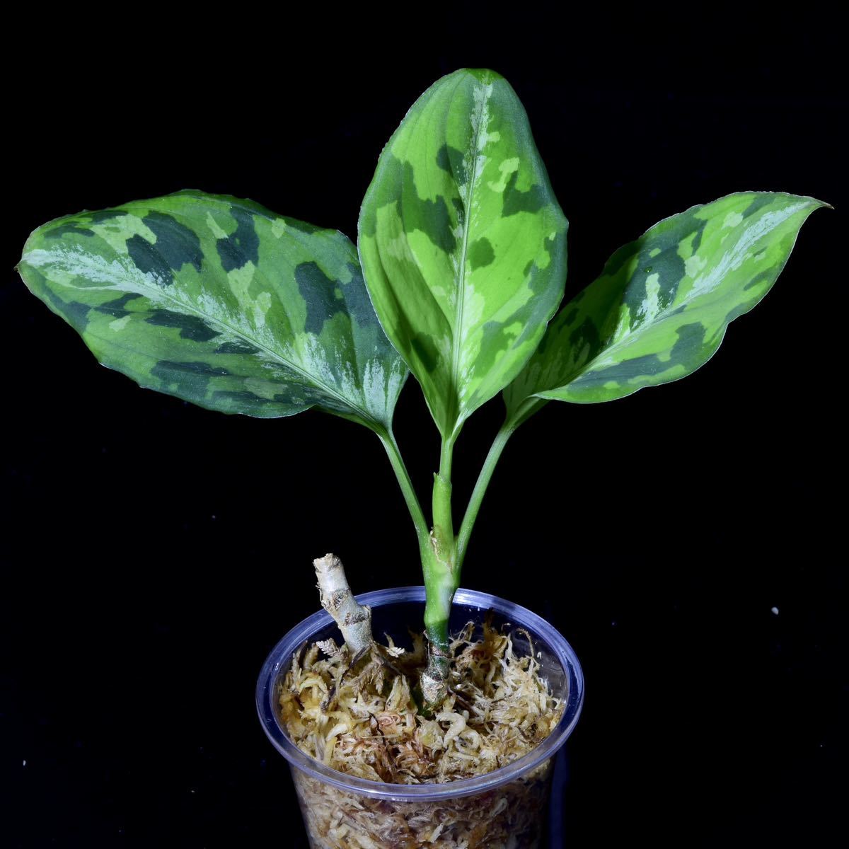 Aglaonema pictum マルチカラー白玉 D.F.S from Sumatra Barat【AZ0912-1】アグラオネマ ピクタム _画像1