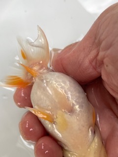* special selection *. peace 5 year production .. circle . pretty beautiful .. pattern . tail tube. fat fn tongue. .. golgfish..9cm degree 
