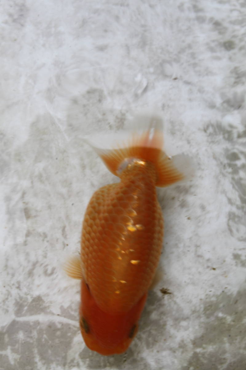 * special selection *. peace 5 year production .. circle . pretty deep-red . tail tube. fat fn tongue. .. golgfish..11cm degree 