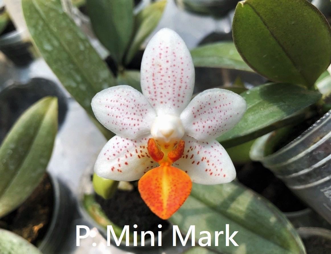 (^。 ^)(852) Phalaenopsis Mini Mark 'Holm'_開花例