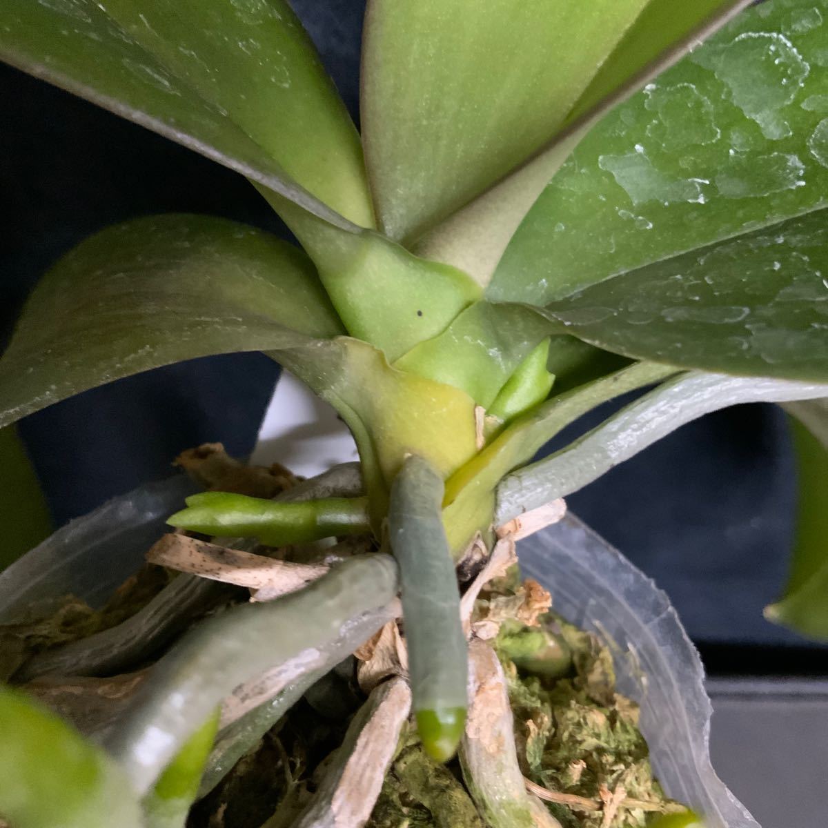 (^。 ^)(852) Phalaenopsis Mini Mark 'Holm'_画像4