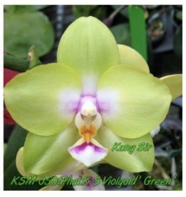 (^。 ^)(735)洋蘭, P. KS Viogold 'Green' (Sogo Viogold x Chang Maw Evergreen),芳香あり_開花例