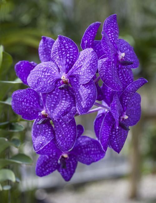 (^。 ^)(900)Vanda Pachara Delight 'Blue No.1' GM/JOGA,花芽あり_開花例