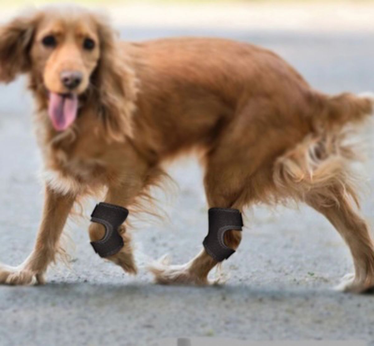 ②犬用膝サポーター Mサイズ ※片膝1枚  関節痛 傷口カバー