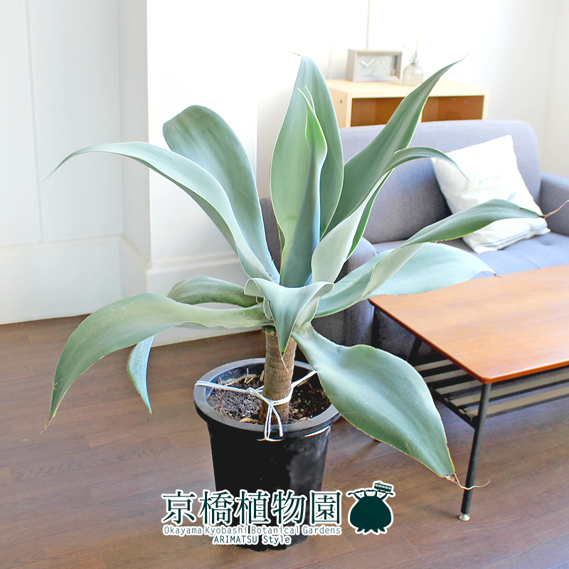 【現品】アガベ・アテナータ ボーチンブルー 10号 黒鉢（1）Agave attenuata BOUTIN BLUE_画像4