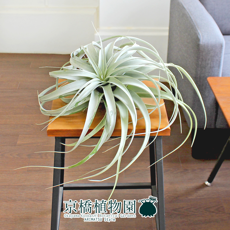 【現品】エアプランツ チランジア・キセログラフィカ 特大（1）Tillandsia xerographica_画像3