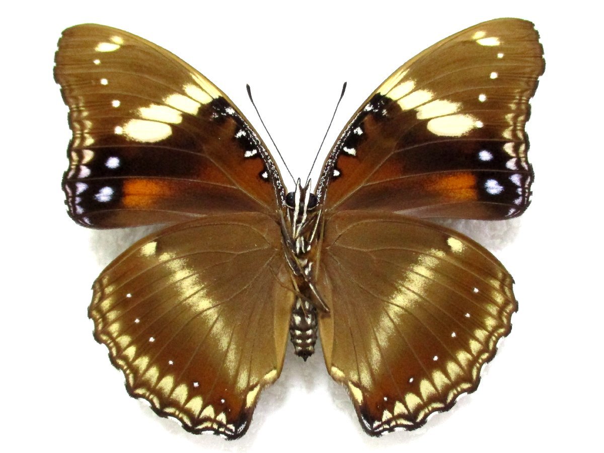 蝶標本　リュウキュウムラサキ♀（飼育品）_画像3