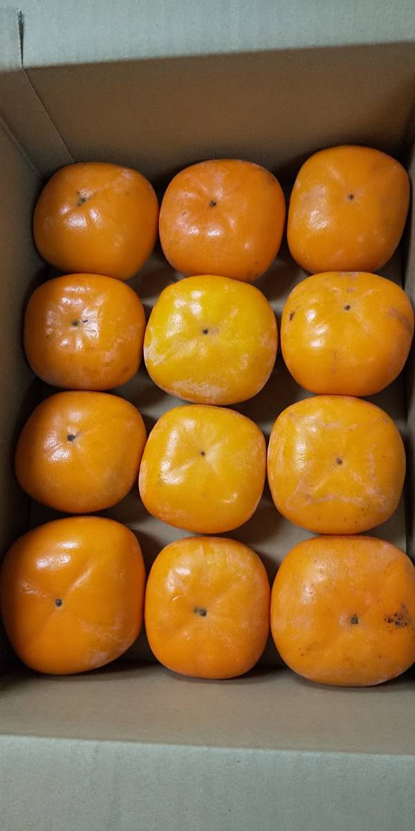 新潟県　佐渡産　刀根柿５ｋｇ　1箱５ｋｇ入り　甘い種の無い柿になります。_画像1