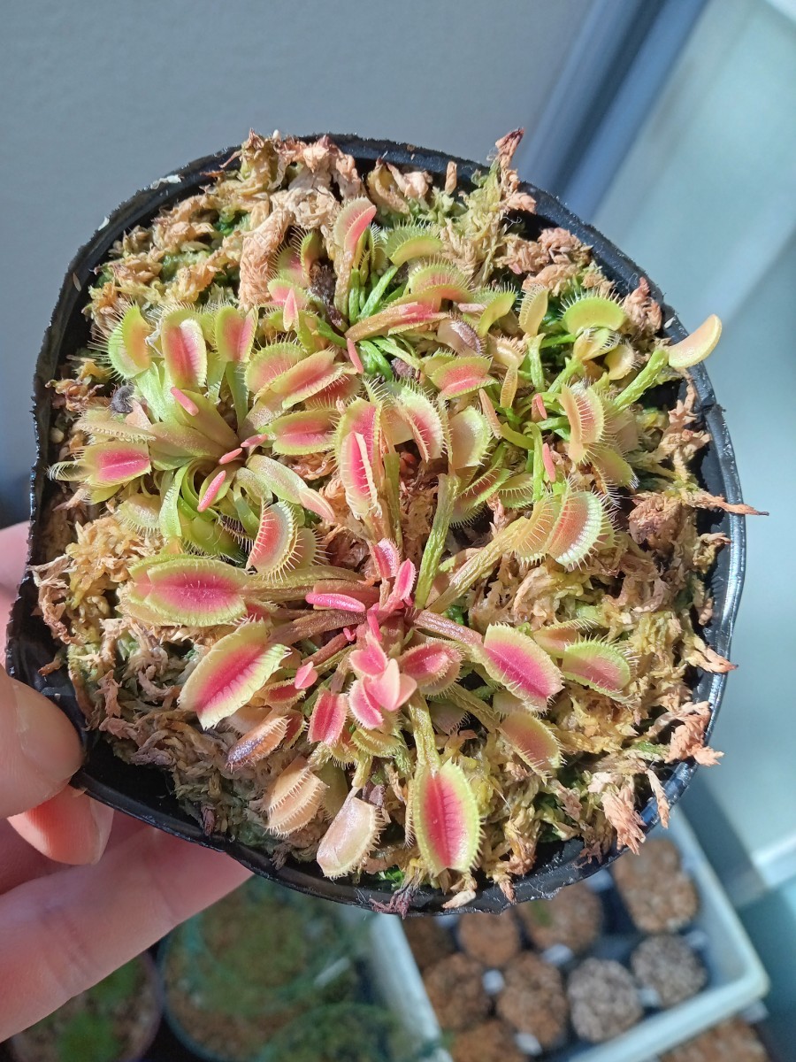 食虫植物 Dionaea seedling 実生ハエトリソウ　NO.3_画像1