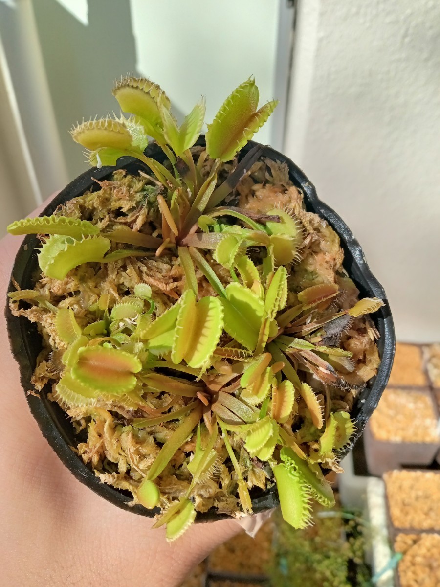 食虫植物 Dionaea werewolf系 seedling 実生ハエトリソウ　NO.2_画像1