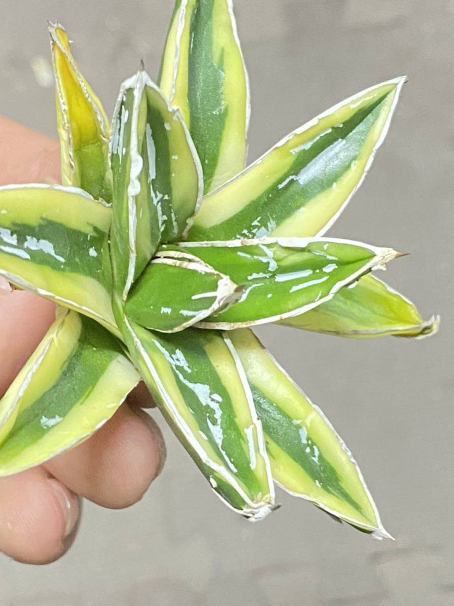 L4 多肉植物 アガベ 羽斑笹の雪 鮮明錦 極上錦 覆輪錦 極上子株 L4 多肉植物 アガベ 羽斑笹の雪 鮮明錦 極上錦 覆輪錦 極上子株