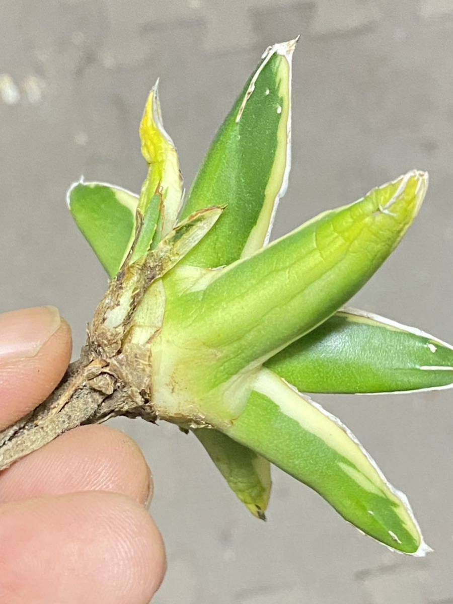 L4 多肉植物 アガベ 羽斑笹の雪 鮮明錦 極上錦 覆輪錦 極上子株 L4 多肉植物 アガベ 羽斑笹の雪 鮮明錦 極上錦 覆輪錦 極上子株
