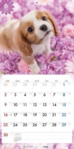 2023/9/16発売予定! キャバリア PICTWAN (ピクトワン) カレンダー DOG 【S版】 2024年カレンダー24CL-50035S_画像10