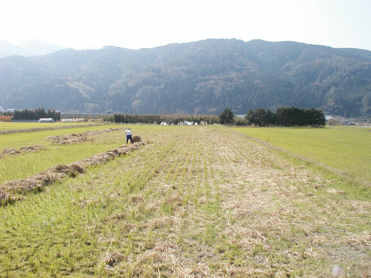 10年以上農薬使っておりません　肥料も全く使わず作った日本晴れ新米　令和5年米　28キロ　玄米に最適です_肥料はわらだけです