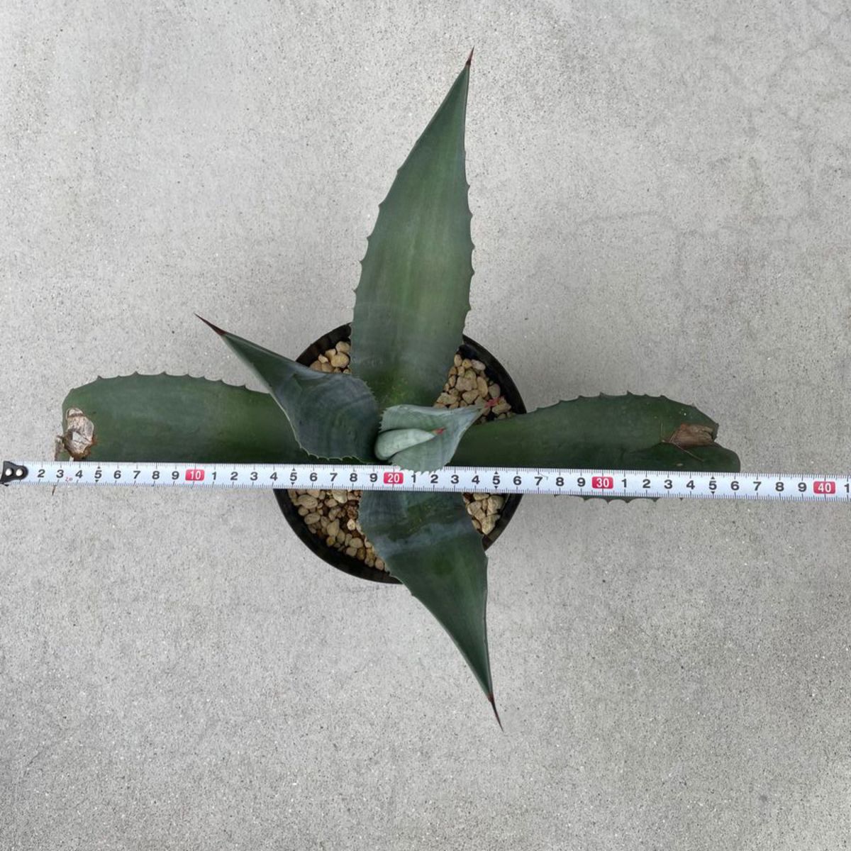 agave americana アガベ　アメリカーナ1